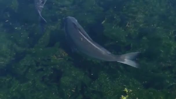 School Van Vrij Zwemmen Vergulde Zeebrasem Zwemmen Ondiep Water — Stockvideo