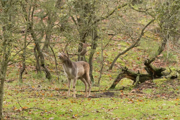 Damhertenhert Brullend Tijdens Herfstsleur Groen Bos — Stockfoto