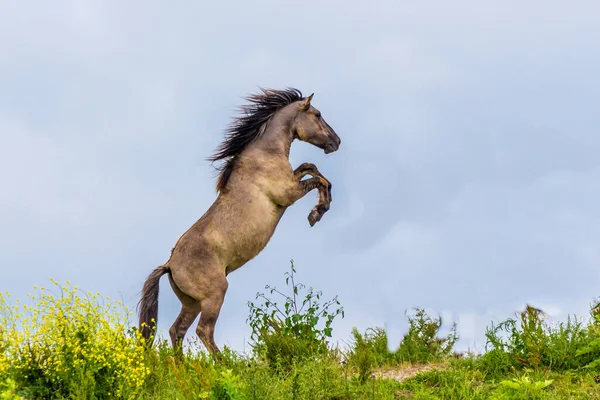 Caballos Konik Luchando Oostvaardersplassen Reserva Los Países Bajos — Foto de Stock