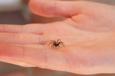 İnsanların elinde sürünen aktif bir ev örümceği.