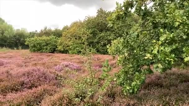 Champ Bruyère Dans Une Forêt Près Haye Aux Pays Bas — Video