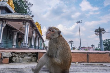 Kuala Lumpur Batu Caves yakınındaki vahşi maymun