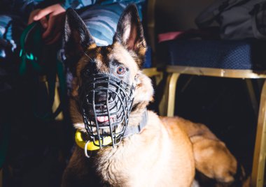 köpek susturulmuş. Cynologist. Shepherd'ın oturma.
