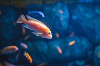 Renkli tropikal balık tropikal ada, Nusa Penida etrafında, Bali yüzme. Muhteşem sualtı dünyasını ayrıntılı bir görünümünü. Arka planda balık.