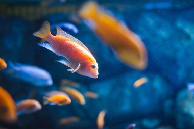 Renkli tropikal balık tropikal ada, Nusa Penida etrafında, Bali yüzme. Muhteşem sualtı dünyasını ayrıntılı bir görünümünü. Arka planda balık.