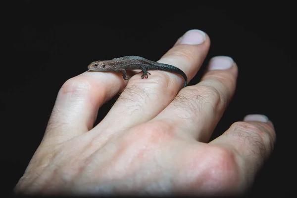 hand reptile, sitting on a man\'s hand, resting