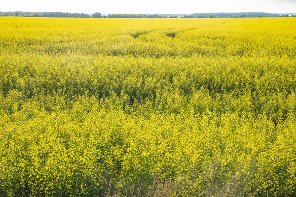 Żółte Pole Rzepaku Rozkwicie Błękitnym Niebem Białymi Chmurami — Zdjęcie stockowe