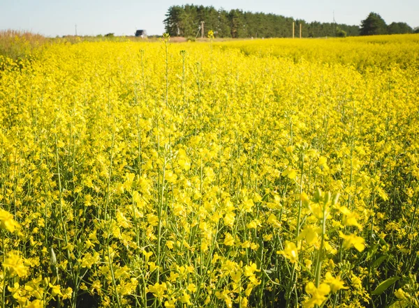 Sabah sisli hardal tarlalarının göz kamaştırıcı manzarası gün doğumunda bir vadide sarı hardal çiçekleri açan parlak ve güzel hardal çiçekleri. Yunnan, Çin. Seçici odak.