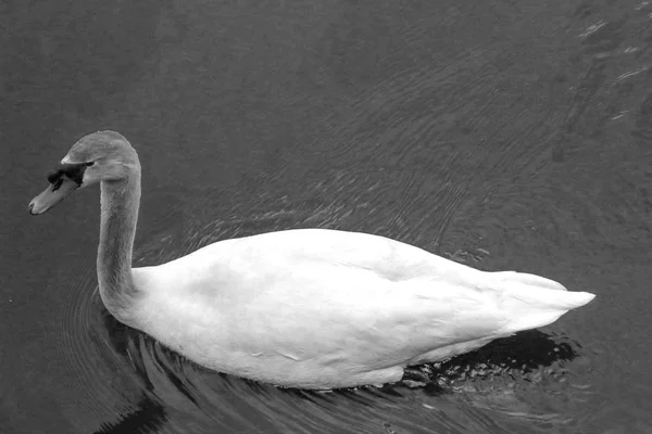 Canard Dans Eau Avec Ton Noir Blanc — Photo