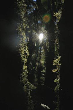 vahşi parlak ışık ağaçların arasından geçmek