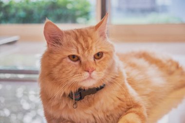 turuncu bir kedi başka bir şey yumuşak bulanıklık arka plan ile seyir