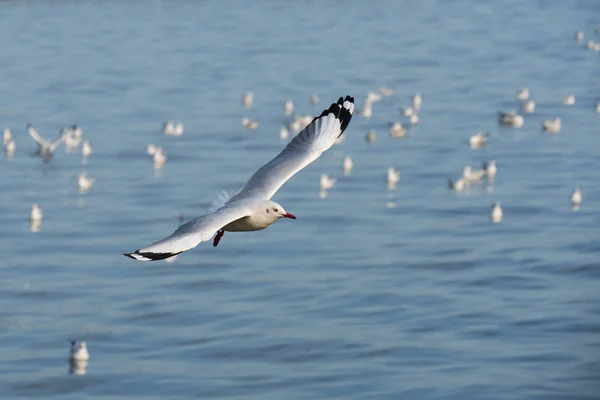 Белая Чайка Летит Над Морем — стоковое фото