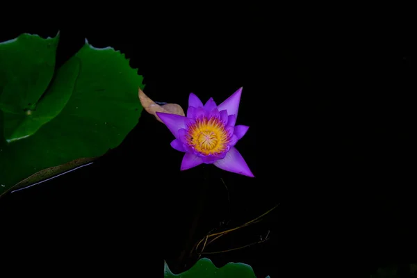 Blue Purple Lotus Flower Black Background Low Light Green Leaf — Stock Photo, Image