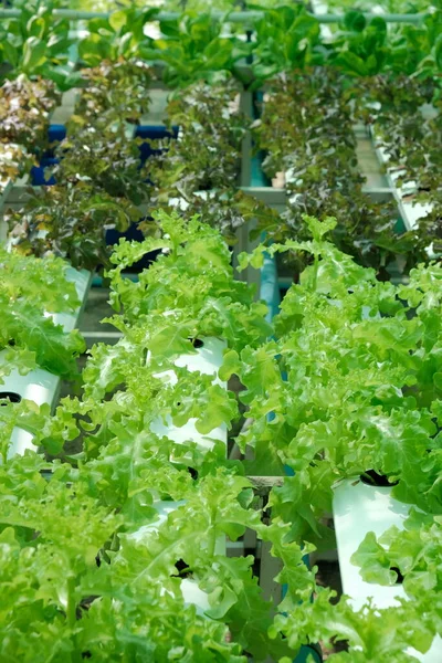 Farm for green oak and red oak, grow vegetables without soil, use hydroponic system instead of soil