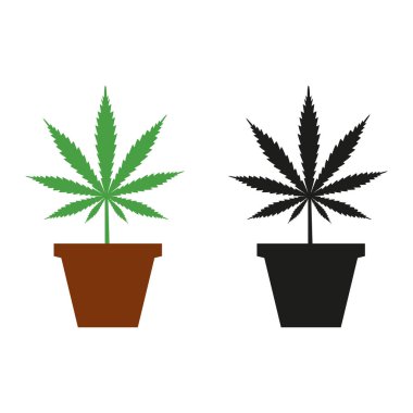 beyaz zemin üzerinde bir tencerede kenevir