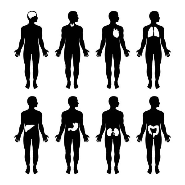 Set Male Silhouettes Human Body Internal Organs Circulatory Nervous Skeletal — Stock Vector