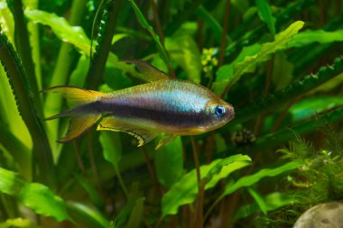 İmparator tetra veya Nematobrycon palmeri ekili tropikal tatlı su akvaryum