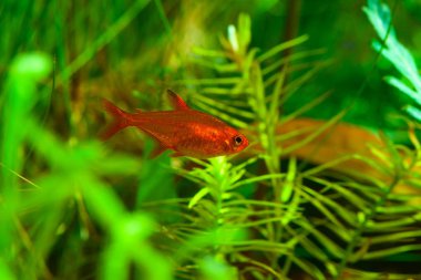 Küçük Güzellik kor Tetra veya Hyphessobrycon amandae (dişi)