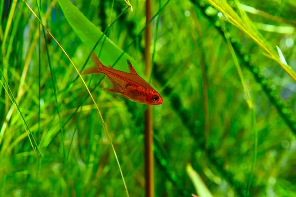 Małych Piękności Ember Tetra Lub Hyphessobrycon Amandae Akwarium Obsadzonego Tropikalny — Zdjęcie stockowe