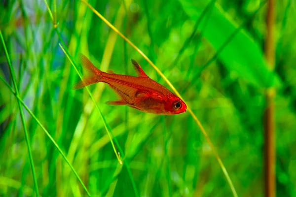 Malé Kosmetické Ember Tetra Nebo Hyphessobrycon Amandae Osázených Tropické Sladkovodní — Stock fotografie