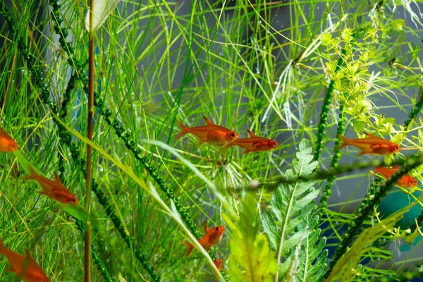 Grupp Ember Tetra Eller Hyphessobrycon Amandae Planterade Tropiska Sötvatten Akvarium — Stockfoto
