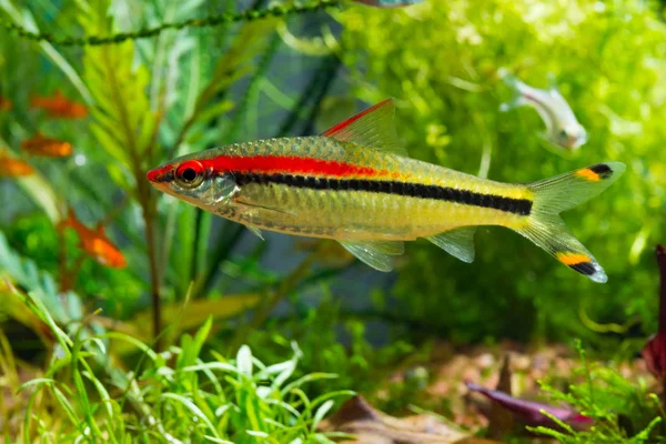 Sötvattensfisk Denison Barb Eller Puntius Denisonii Planterade Tropiskt Akvarium — Stockfoto