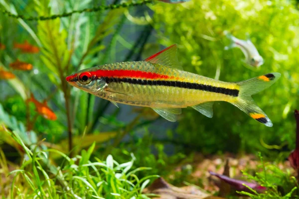 Zoetwatervis Denison Barb Puntius Denisonii Beplante Tropisch Aquarium — Stockfoto