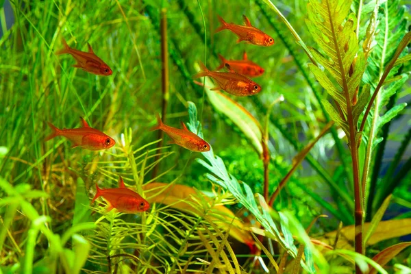 Grupp Ember Tetra Eller Hyphessobrycon Amandae Planterade Tropiska Sötvatten Akvarium — Stockfoto