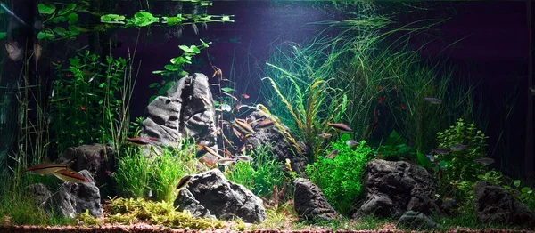 Light Beam Tropical Fresh Water Aquarium Live Plants Different Fishes — Stock Photo, Image