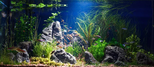 Light Beam Tropical Fresh Water Aquarium Live Plants Different Fishes — Stock Photo, Image