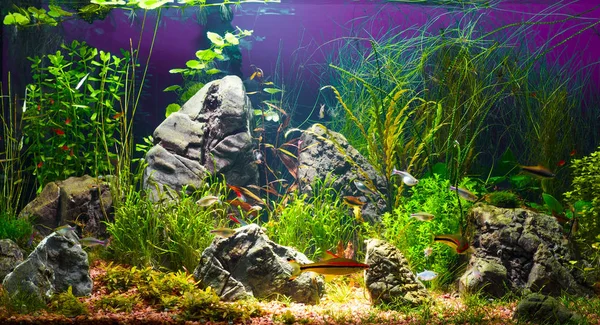 Light beam in tropical fresh water aquarium with live plants, different fishes and dark background in low key, 300 dpi