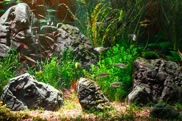 Light beam in tropical fresh water aquarium with live plants, different fishes and dark background in low key, 300 dpi