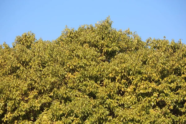 Cielo Azul Hojas Árbol —  Fotos de Stock