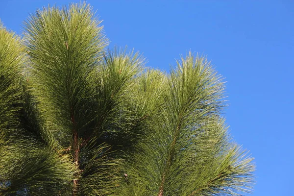 Блакитне Небо Листя Дерева — стокове фото