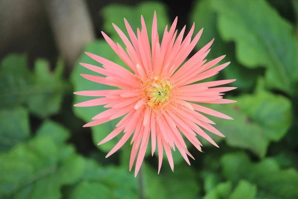 Bahçedeki güzel Gerbera çiçeği