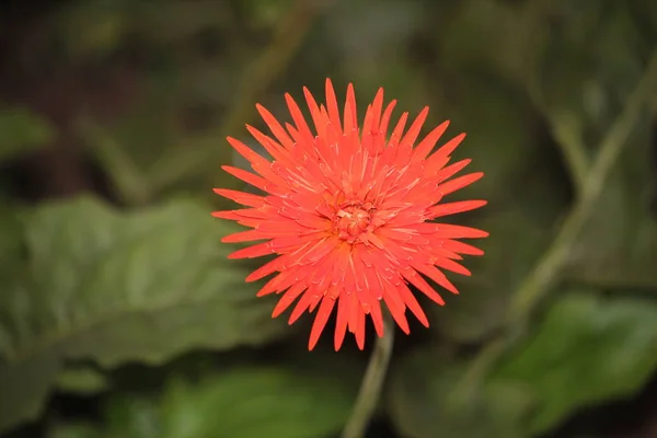 庭の美しいガーベラの花 — ストック写真