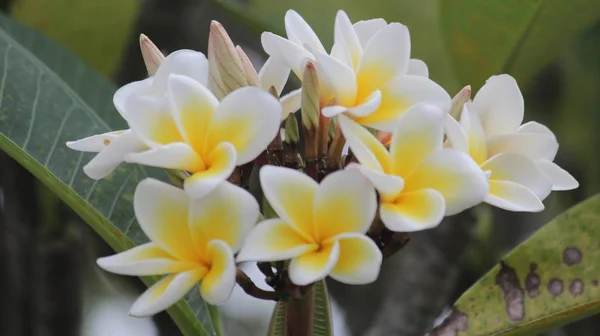 Belles Fleurs Dans Jardin — Photo