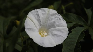 pembe gül ve yeşil arkaplan