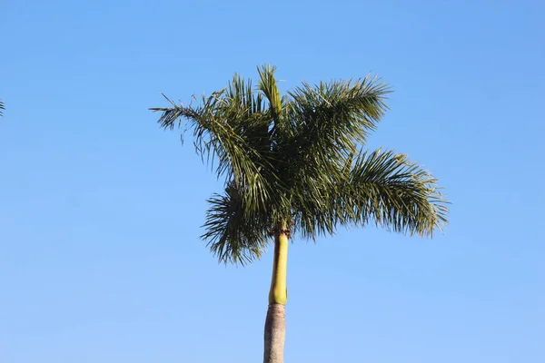 Kék Zöld Palm Levelei — Stock Fotó