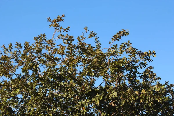 Drzewo Niebo Niebieskie Zielone Liście — Zdjęcie stockowe