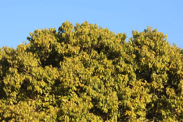 Hojas Árbol Azul Cielo Verde —  Fotos de Stock