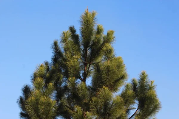 Himmelblaue Und Grüne Baumblätter — Stockfoto