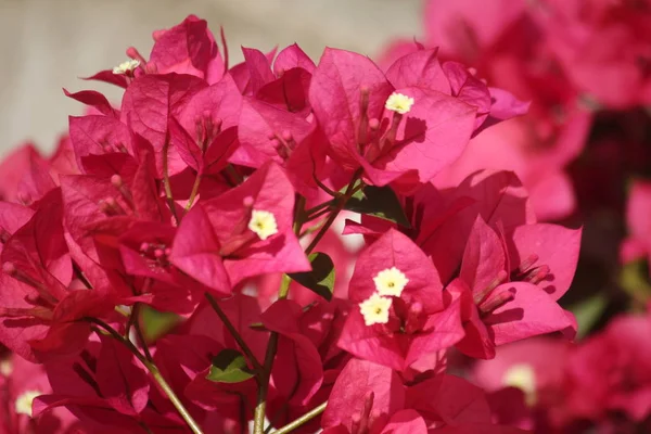 bahçede güzel boungainvillea çiçek