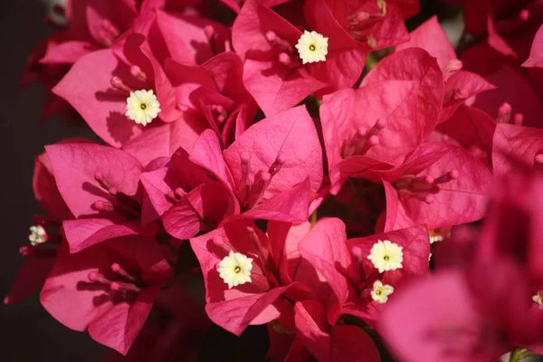 bahçede güzel boungainvillea çiçek