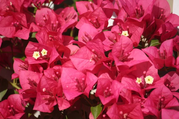 bahçede güzel boungainvillea çiçek