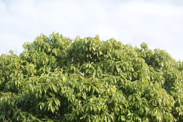 Zielone Liście Drzewa Tło — Zdjęcie stockowe