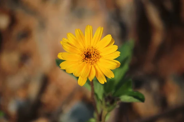 sarı arnica çiçek tıbbi bitki
