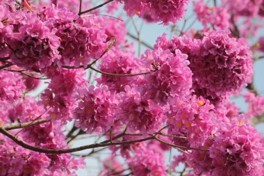 pembe ve gök mavisi