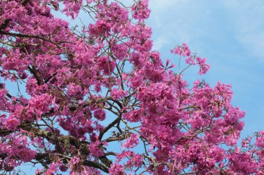 pembe ve gök mavisi