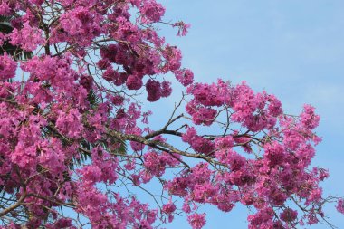 pembe ve gök mavisi